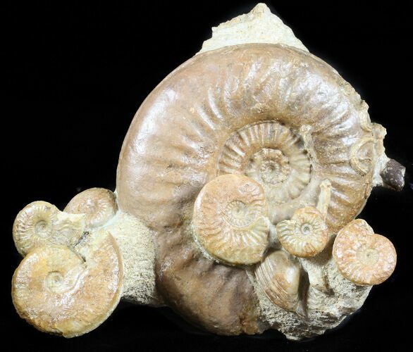 Very Displayable Ammonite Cluster - Dorset, England #45971